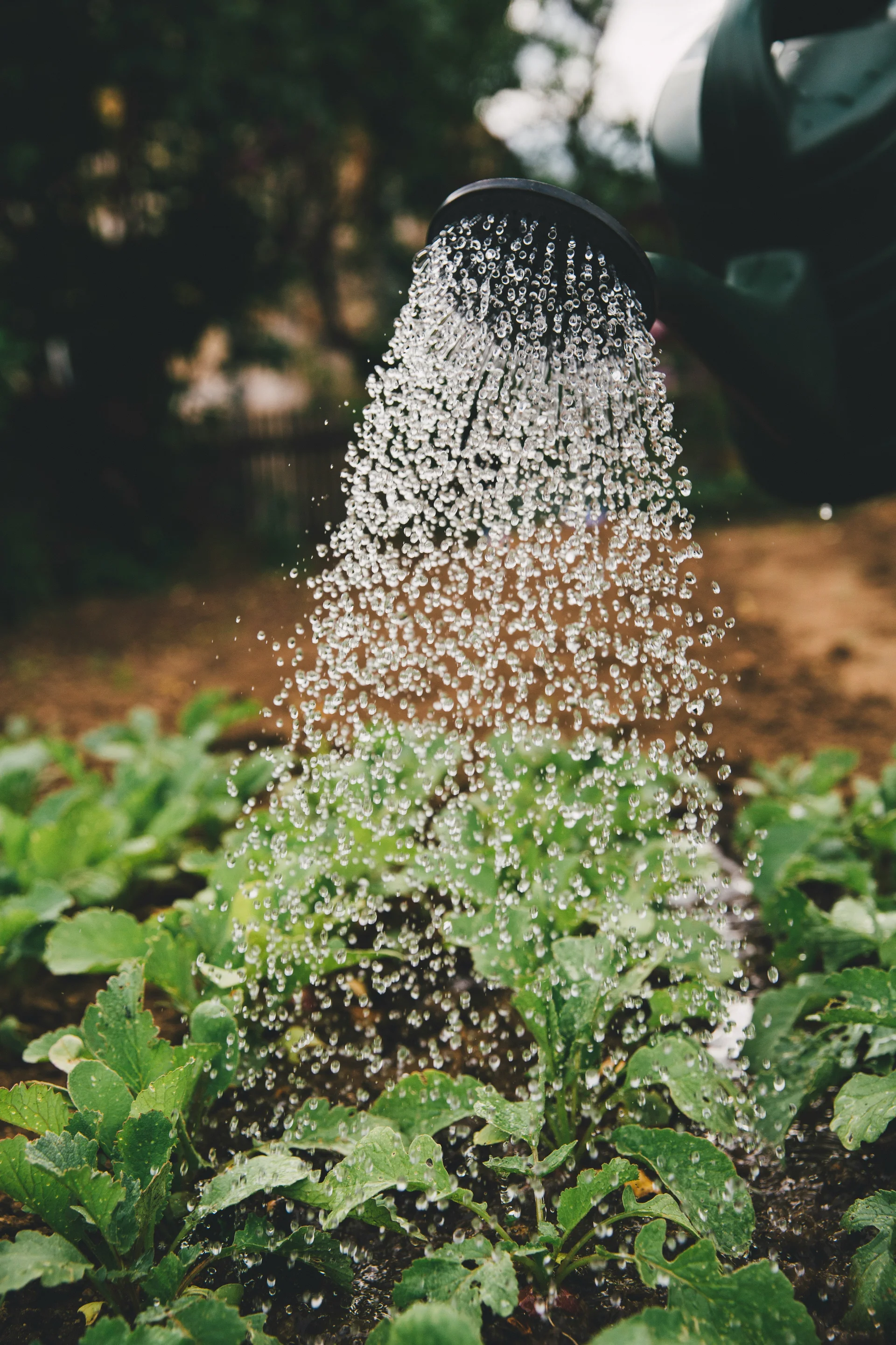 Bewässerung von Pflanzen bei der professionellen Gartenpflege